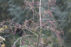 IMG_0012