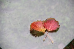 IMG_0043