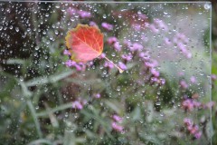 IMG_0058
