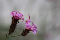 IMG_0072