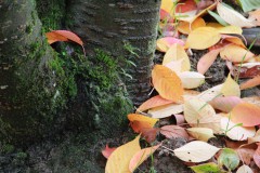 IMG_0096