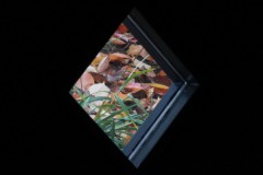 IMG_0469
