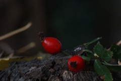 IMG_0503