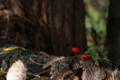 IMG_0521