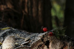 IMG_0528