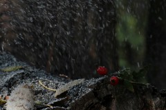 IMG_0544