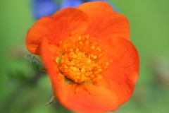 IMG_9650