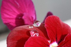 IMG_9654