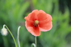IMG_9711