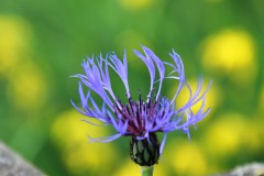 IMG_9740