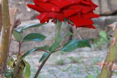 IMG_9755