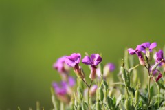 IMG_9766
