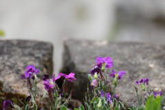 IMG_9788