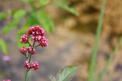 IMG_9793
