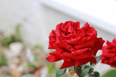 IMG_9809