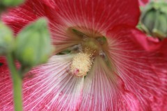 IMG_9938