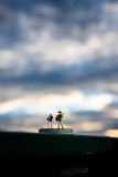 IMG_7195