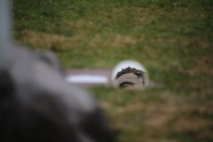 IMG_9045