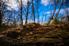 IMG_5450