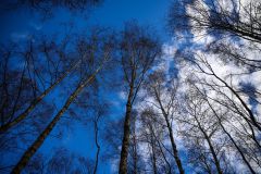IMG_5460