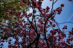 IMG_1667