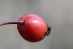 IMG_1153