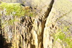 IMG_1171