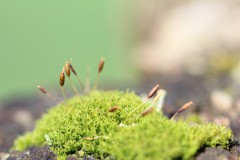 IMG_1178