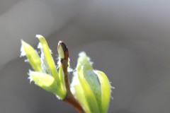 IMG_1185