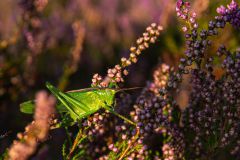 IMG_8381