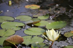 IMG_8154
