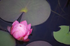IMG_8166
