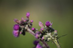 IMG_8197