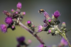 IMG_8203