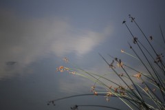 IMG_8221
