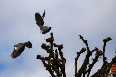 IMG_5718