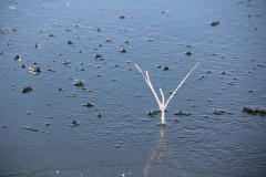 IMG_3968