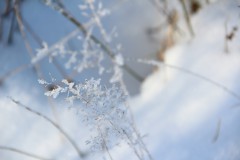 IMG_3978