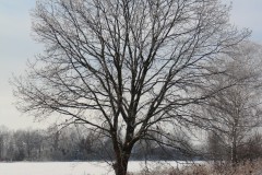 IMG_4071