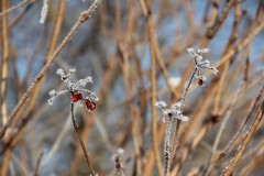 IMG_4086