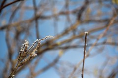 IMG_4087