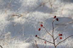 IMG_4089