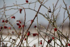 IMG_4090