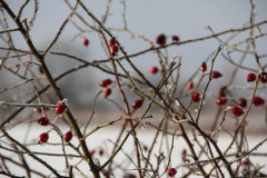 IMG_4091
