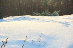 IMG_4428
