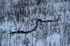 IMG_4106