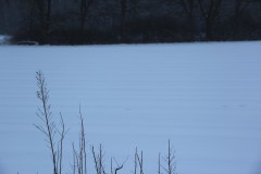 IMG_4117