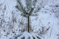 IMG_3890