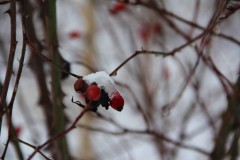 IMG_3903