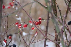 IMG_3904